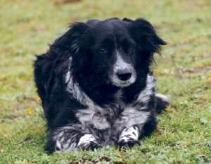 Anjean300 (Anja vom Hasenhof).jpg